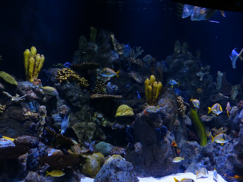 plantas de acuario