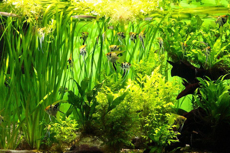 espacio perfecto para los peces