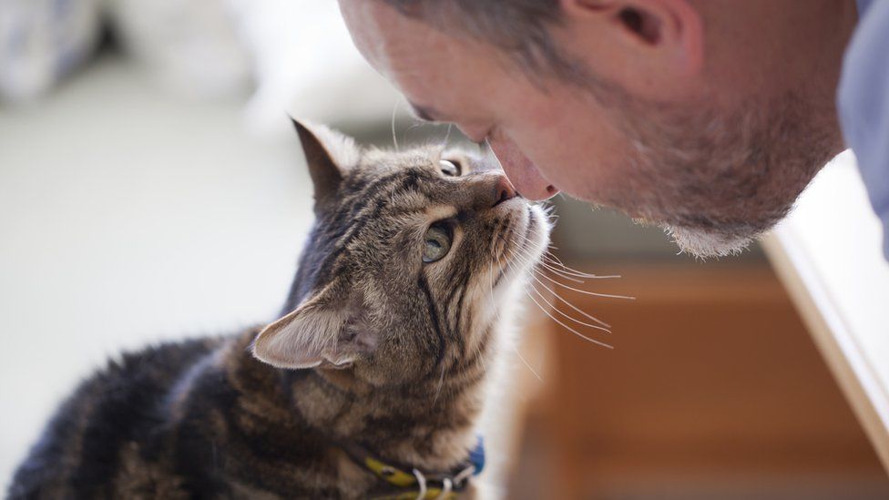 Escoger un gato como mascota